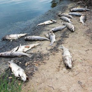 GENE M. MARCHAND/ENTERPRISE Sixteen dead striped bass were among dead fish found on the shore of Little Pond at the intersection of Jericho Path and Grand Avenue yesterday morning.